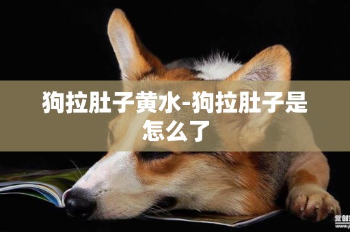 狗拉肚子黃水-狗拉肚子是怎么了
