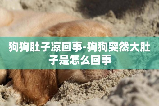 狗狗肚子涼回事-狗狗突然大肚子是怎么回事