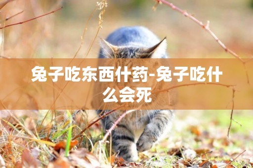 兔子吃東西什藥-兔子吃什么會死