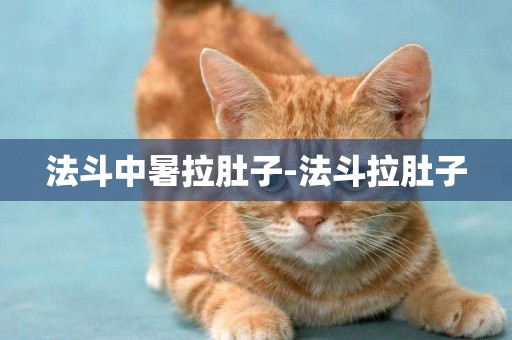 法斗中暑拉肚子-法斗拉肚子