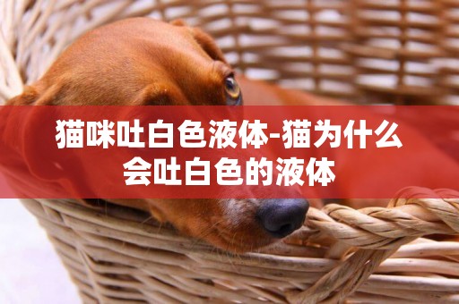 貓咪吐白色液體-貓為什么會吐白色的液體