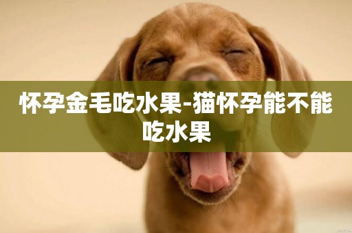 懷孕金毛吃水果-貓懷孕能不能吃水果