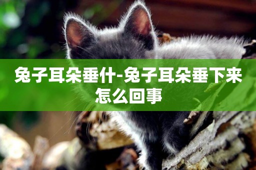 兔子耳朵垂什-兔子耳朵垂下來怎么回事