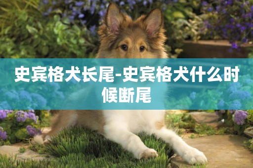 史賓格犬長尾-史賓格犬什么時候斷尾