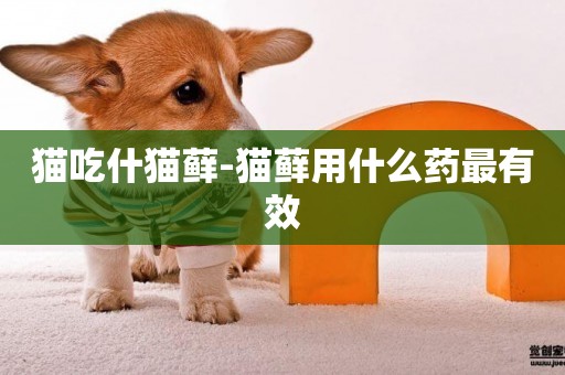 貓吃什貓蘚-貓蘚用什么藥最有效