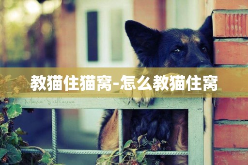 教貓住貓窩-怎么教貓住窩