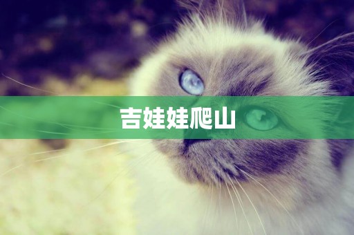 吉娃娃爬山