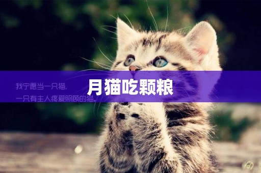 月貓吃顆糧