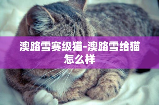 澳路雪賽級貓-澳路雪給貓怎么樣
