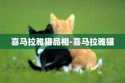 喜馬拉雅貓品相-喜馬拉雅貓