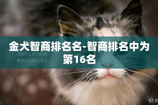 金犬智商排名名-智商排名中為第16名