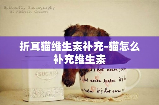 折耳貓維生素補充-貓怎么補充維生素