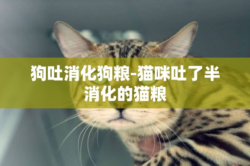 狗吐消化狗糧-貓咪吐了半消化的貓糧
