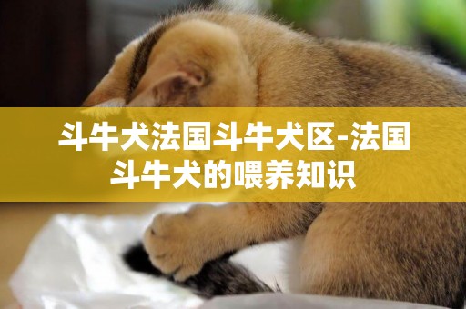 斗牛犬法國斗牛犬區-法國斗牛犬的喂養知識