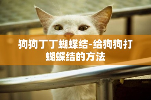 狗狗丁丁蝴蝶結-給狗狗打蝴蝶結的方法