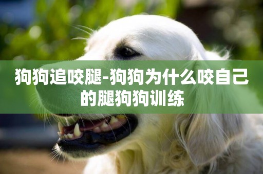 狗狗追咬腿-狗狗為什么咬自己的腿狗狗訓練