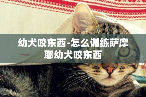 幼犬咬東西-怎么訓練薩摩耶幼犬咬東西
