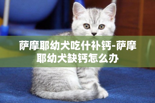 薩摩耶幼犬吃什補鈣-薩摩耶幼犬缺鈣怎么辦