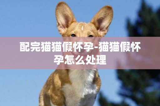 配完貓貓假懷孕-貓貓假懷孕怎么處理