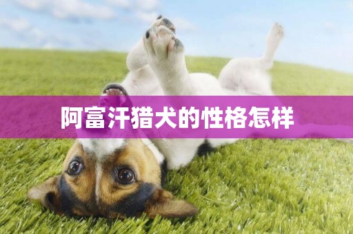 阿富汗獵犬的性格怎樣
