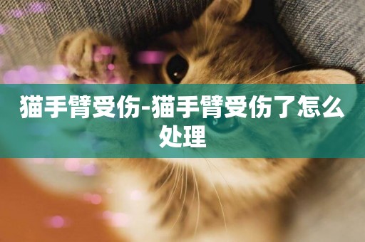 貓手臂受傷-貓手臂受傷了怎么處理