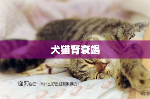 犬貓腎衰竭