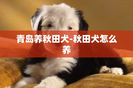 青島養秋田犬-秋田犬怎么養