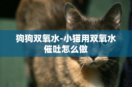 狗狗雙氧水-小貓用雙氧水催吐怎么做