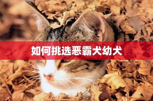 如何挑選惡霸犬幼犬