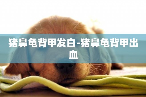 豬鼻龜背甲發白-豬鼻龜背甲出血
