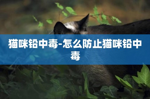 貓咪鉛中毒-怎么防止貓咪鉛中毒