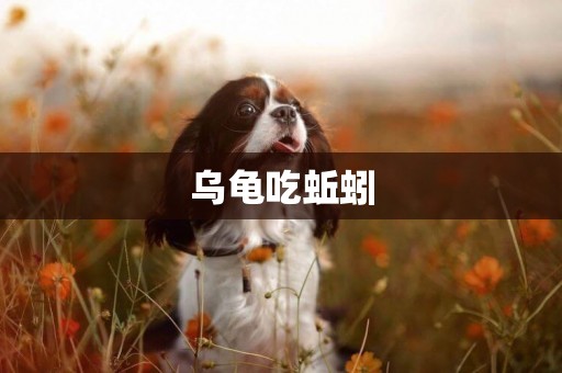烏龜吃蚯蚓