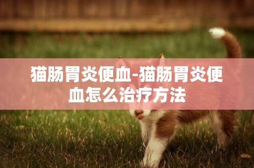 貓腸胃炎便血-貓腸胃炎便血怎么治療方法