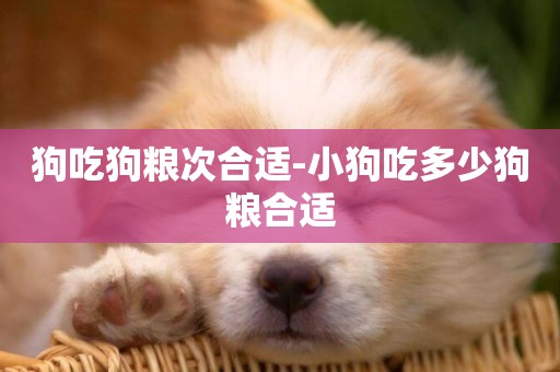 狗吃狗糧次合適-小狗吃多少狗糧合適