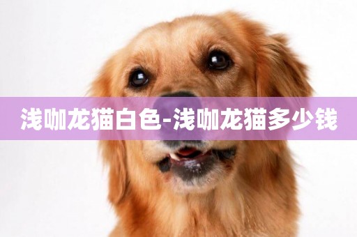 淺咖龍貓白色-淺咖龍貓多少錢