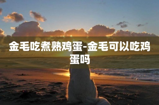 金毛吃煮熟雞蛋-金毛可以吃雞蛋嗎