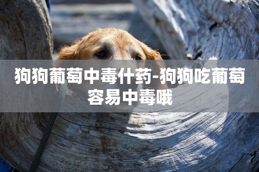 狗狗葡萄中毒什藥-狗狗吃葡萄容易中毒哦