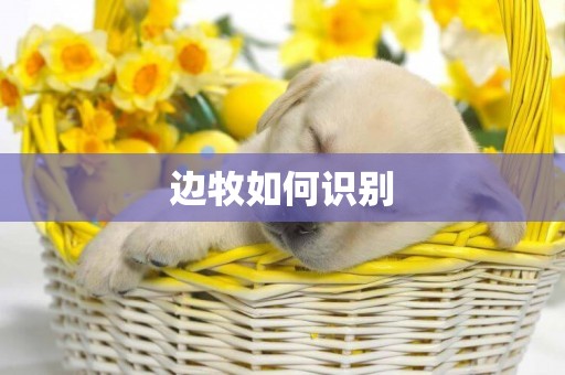 邊牧如何識別