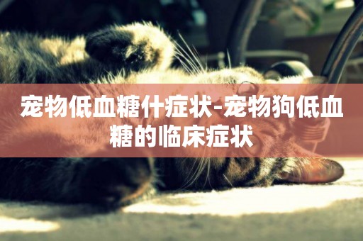 寵物低血糖什癥狀-寵物狗低血糖的臨床癥狀