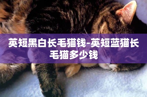 英短黑白長毛貓錢-英短藍貓長毛貓多少錢