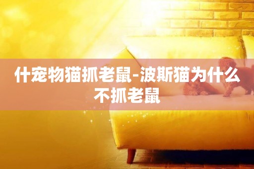 什寵物貓抓老鼠-波斯貓為什么不抓老鼠