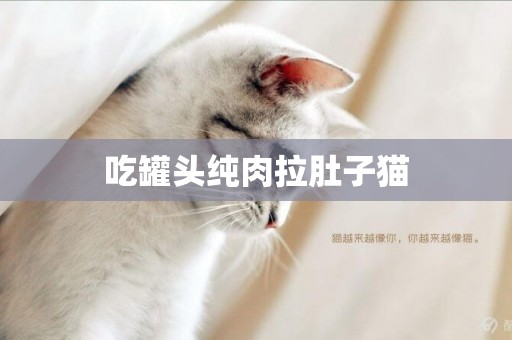 吃罐頭純肉拉肚子貓