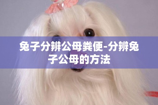 兔子分辨公母糞便-分辨兔子公母的方法
