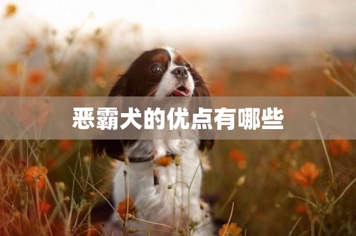惡霸犬的優點有哪些