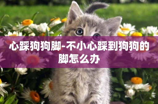 心踩狗狗腳-不小心踩到狗狗的腳怎么辦