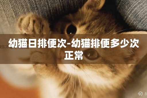幼貓日排便次-幼貓排便多少次正常