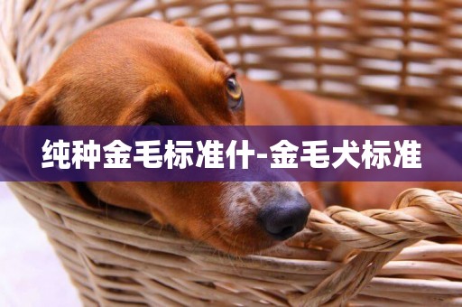 純種金毛標準什-金毛犬標準