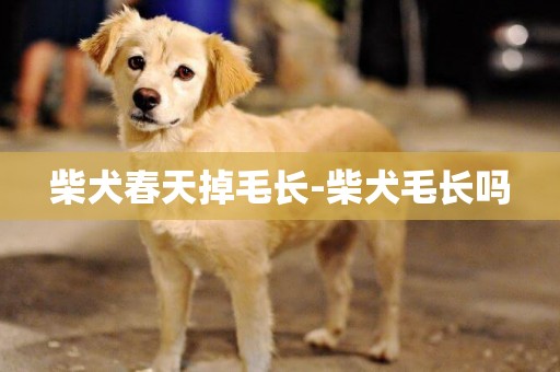 柴犬春天掉毛長-柴犬毛長嗎