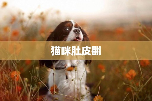 貓咪肚皮翻