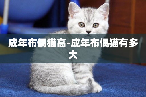 成年布偶貓高-成年布偶貓有多大